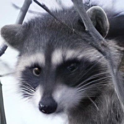 Louis Dureuil photo.